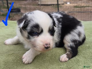 Australian Shepherd dogs Octavia - Ad 11