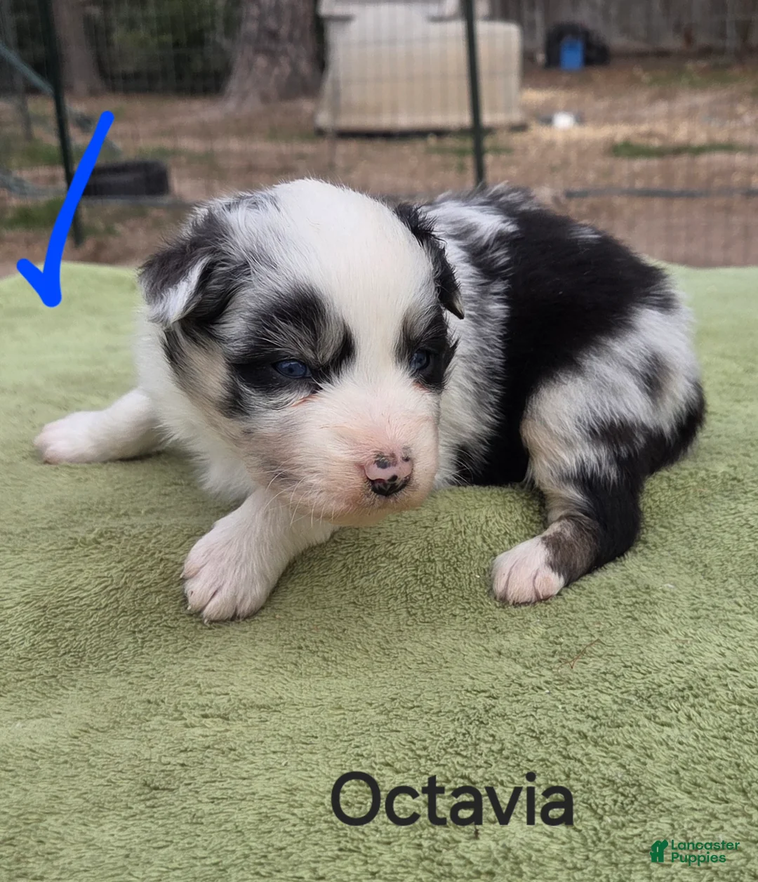 Australian Shepherd dogs for sale: Octavia - Ad 1