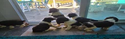 English Springer Spaniel dogs for sale: Max - Ad 8