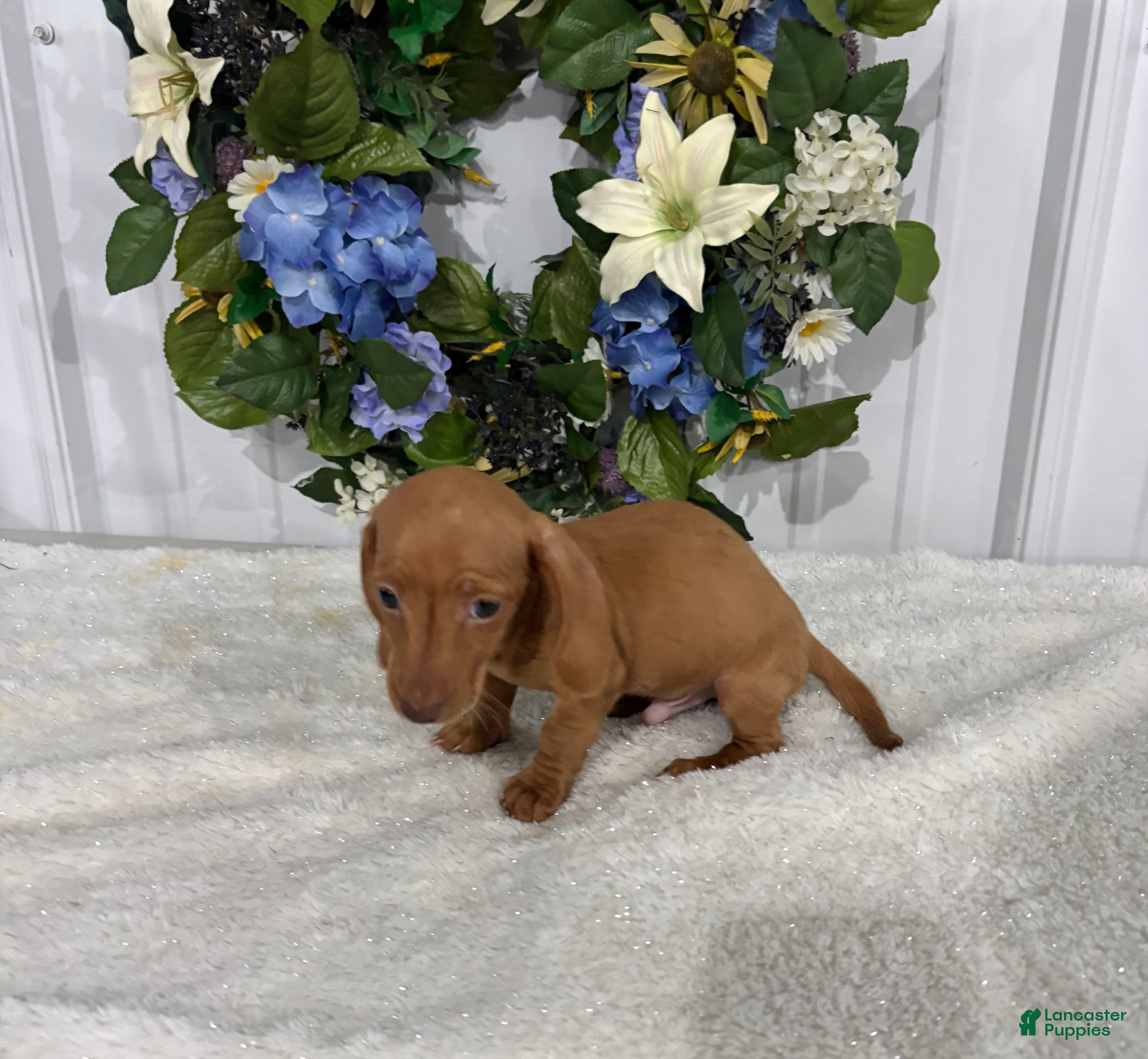 Miniature Dachshund dogs Kobe - Ad 2