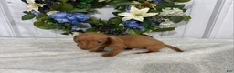 Miniature Dachshund dogs for sale: Kobe - Ad 2