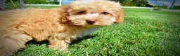 Havapoo dogs for sale: Gracie - Ad 12