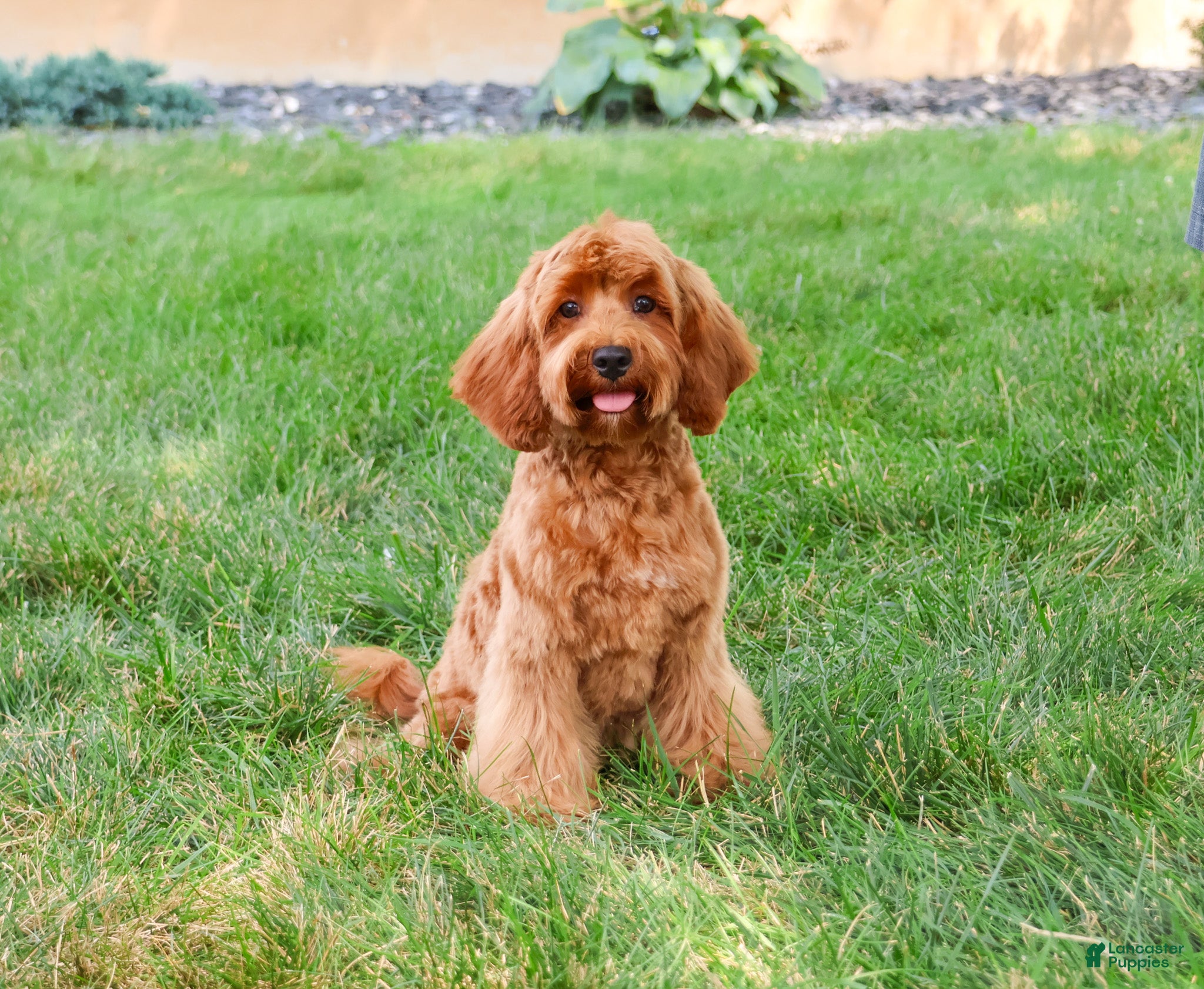 Cavapoo dogs Amore - Ad 2