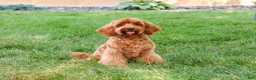 Cavapoo dogs for sale: Amore - Ad 2
