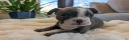 Frenchton dogs for sale: Lucky - Ad 20