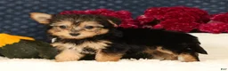 Yochon dogs for sale: Talia - Ad 4
