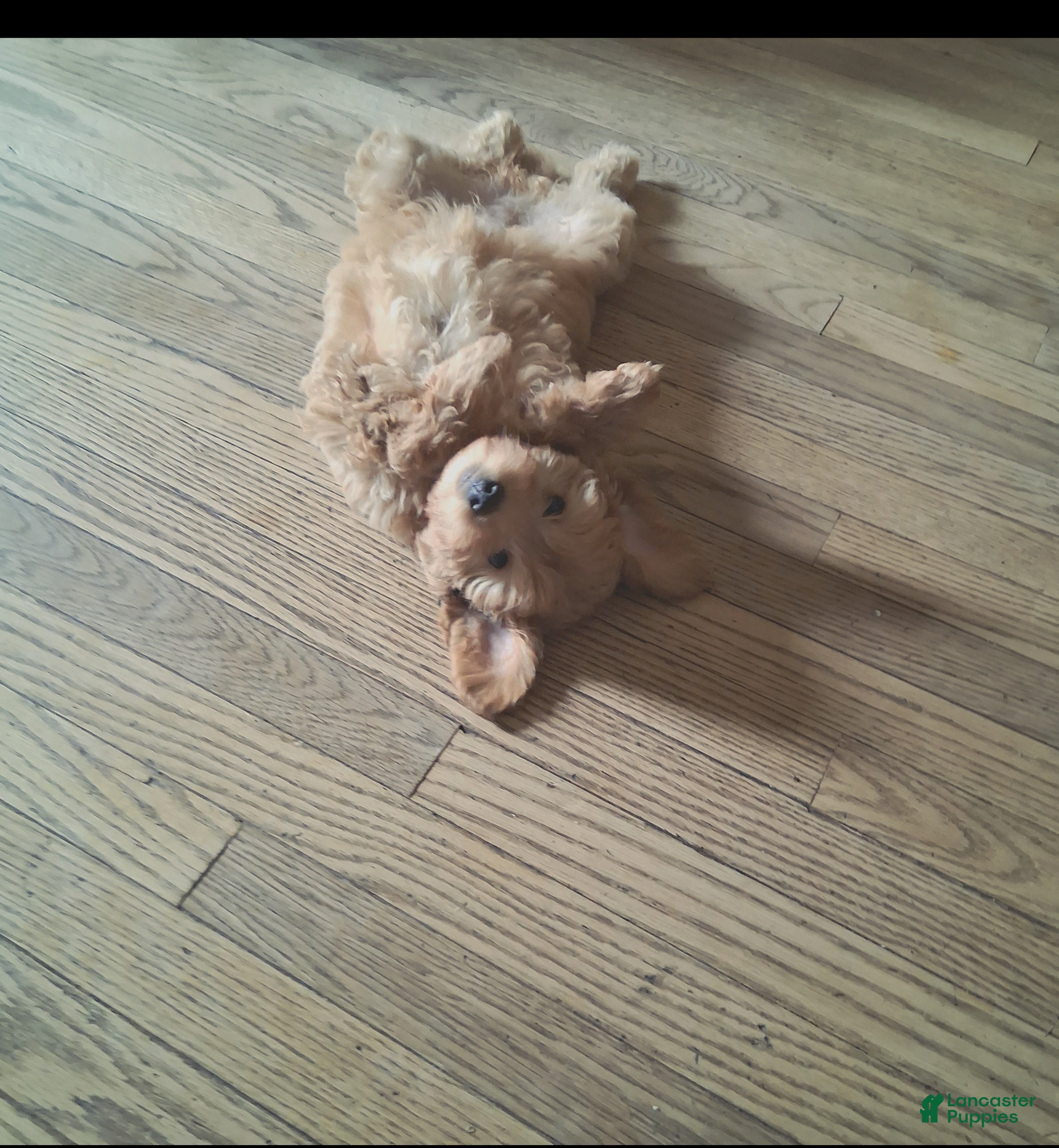 Mixed Breed dogs Teddy - Ad 2