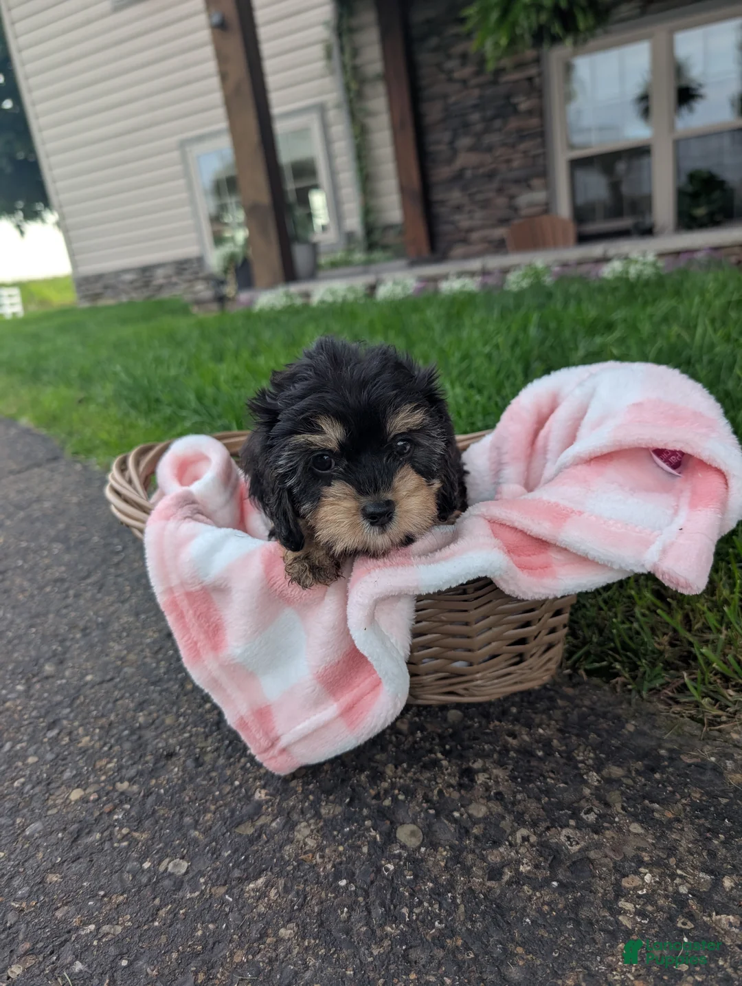 Cavapoo dogs for sale: Candy  - Ad 1