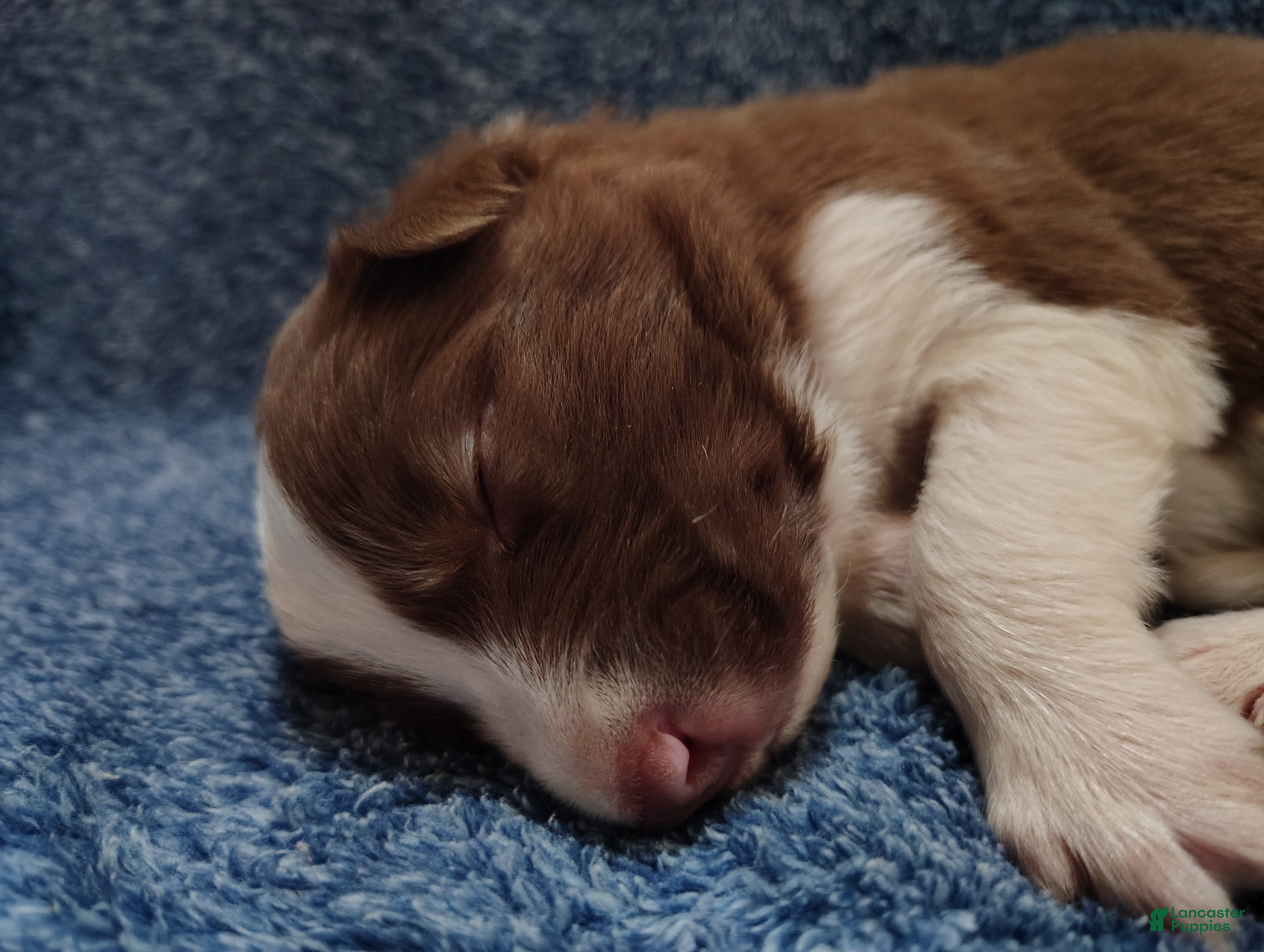 Border Collie dogs Cash - Ad 2