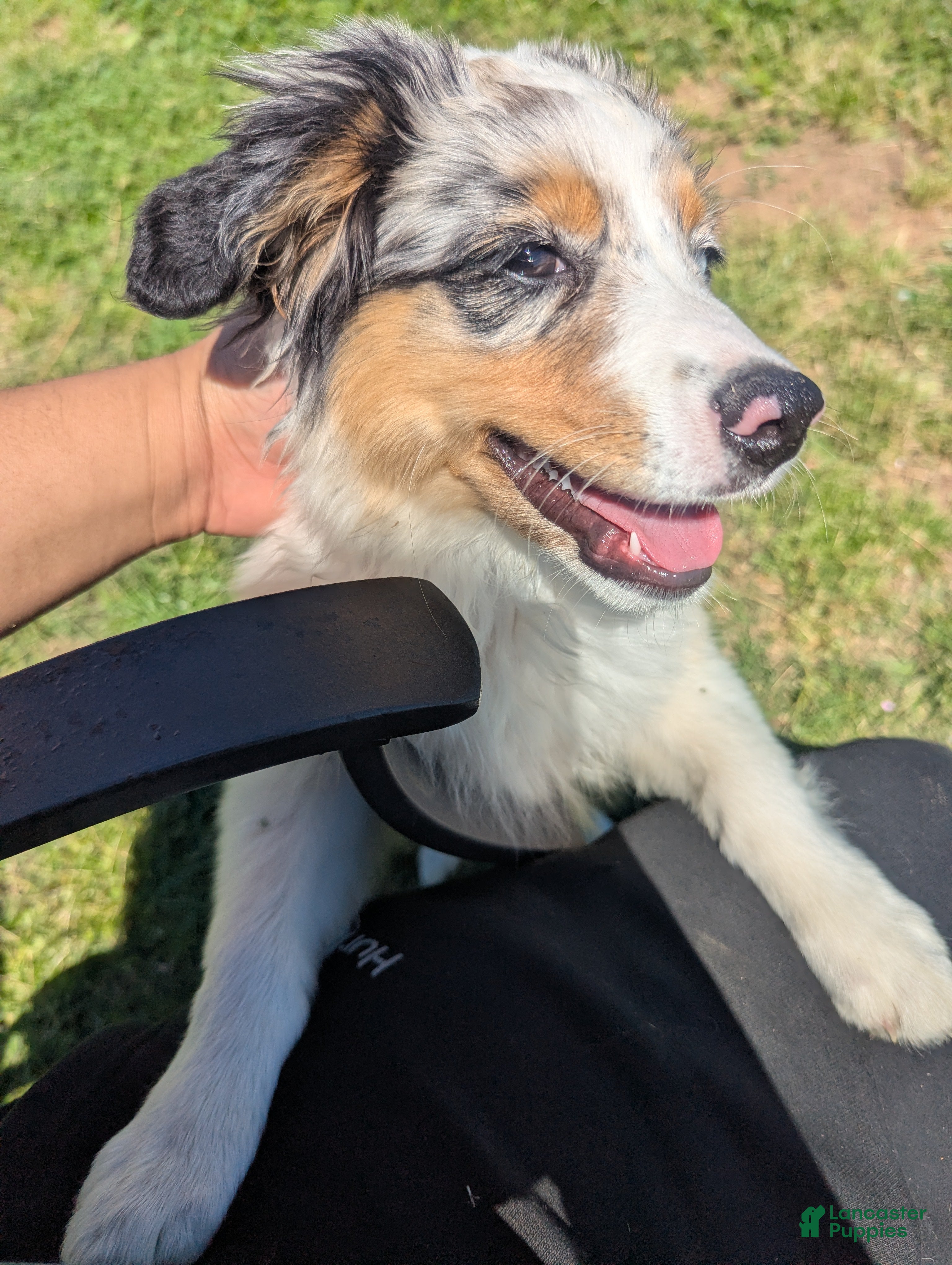 Miniature Australian Shepherd dogs Miniature Australian Shepherd Puppy 2 - Ad 6