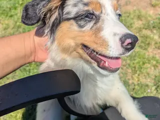 Miniature Australian Shepherd dogs Miniature Australian Shepherd Puppy 2 - Ad 1