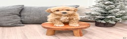 Goldendoodle dogs for sale: Tanner  - Ad 3