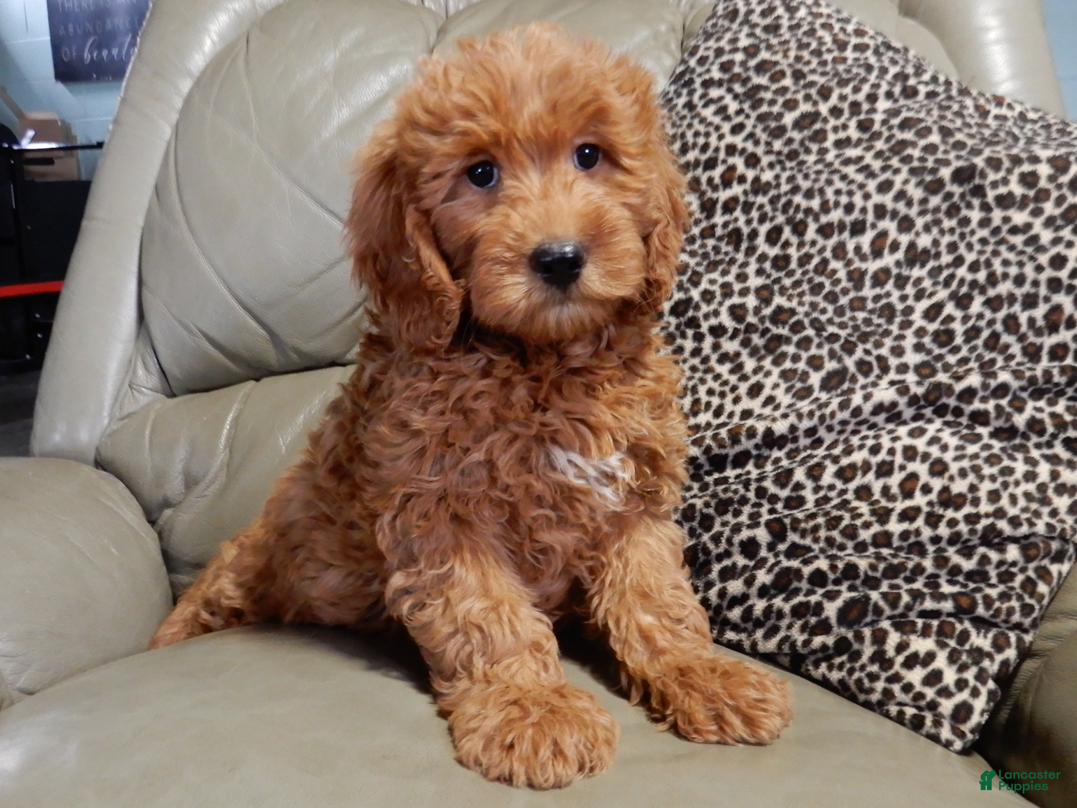 Mini Goldendoodle dogs Evan - Ad 41