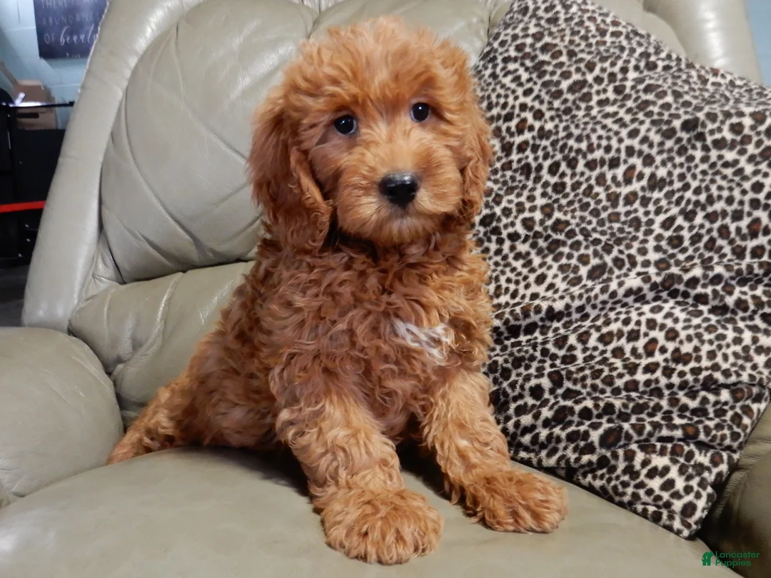 Mini Goldendoodle dogs for sale: Evan - Ad 1