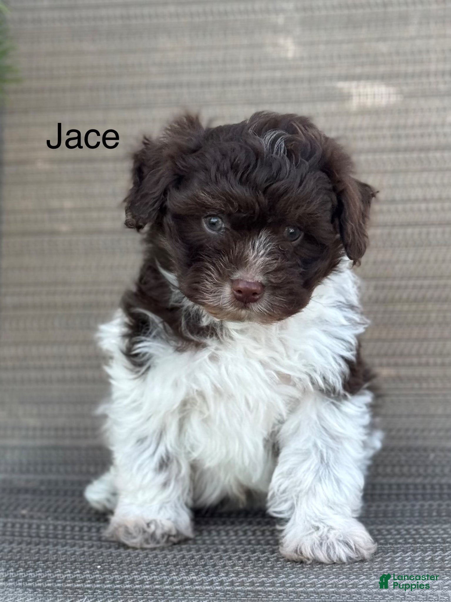 Pomapoo dogs Jace - Ad 1