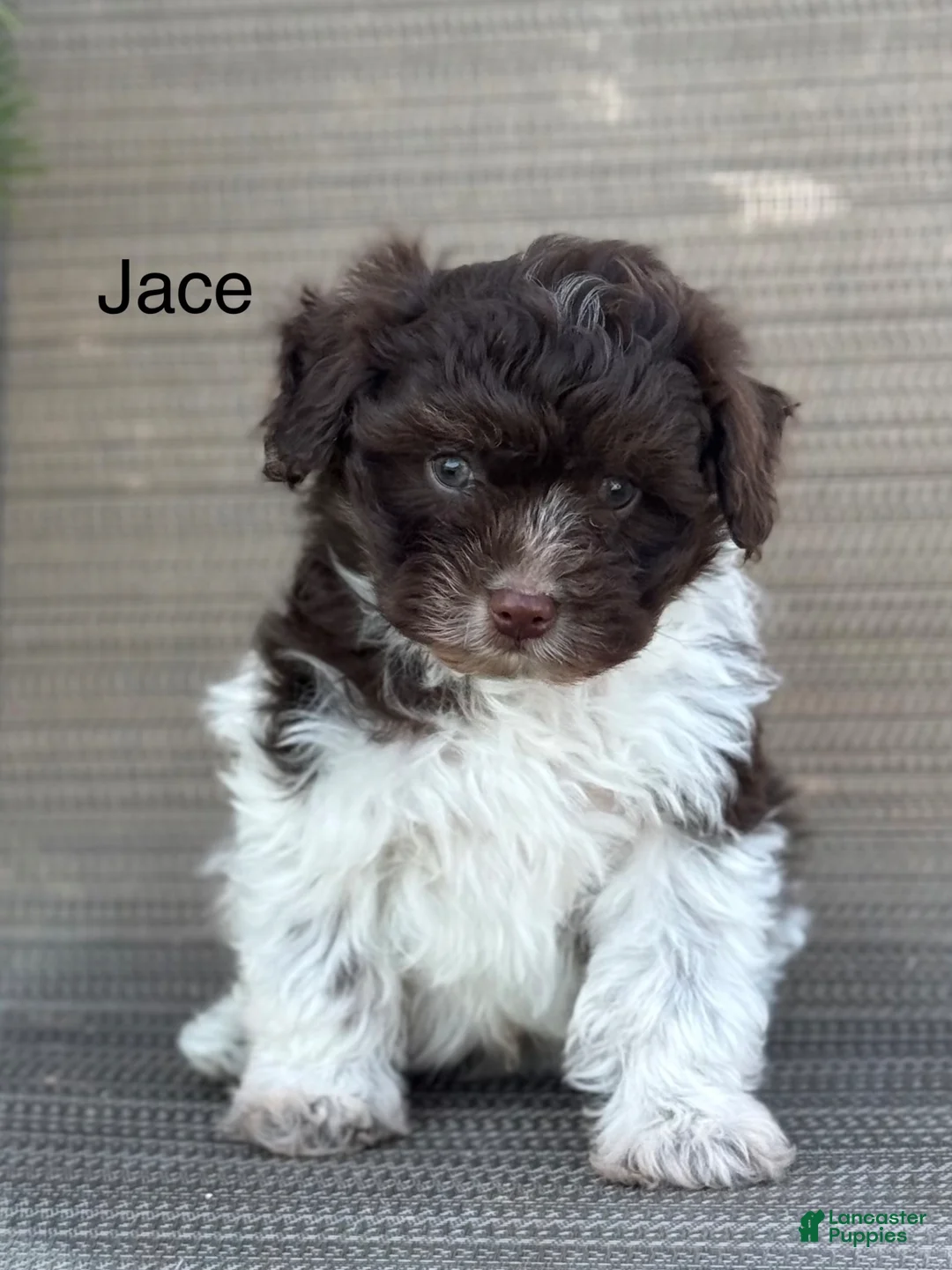 Pomapoo dogs for sale: Jace - Ad 1