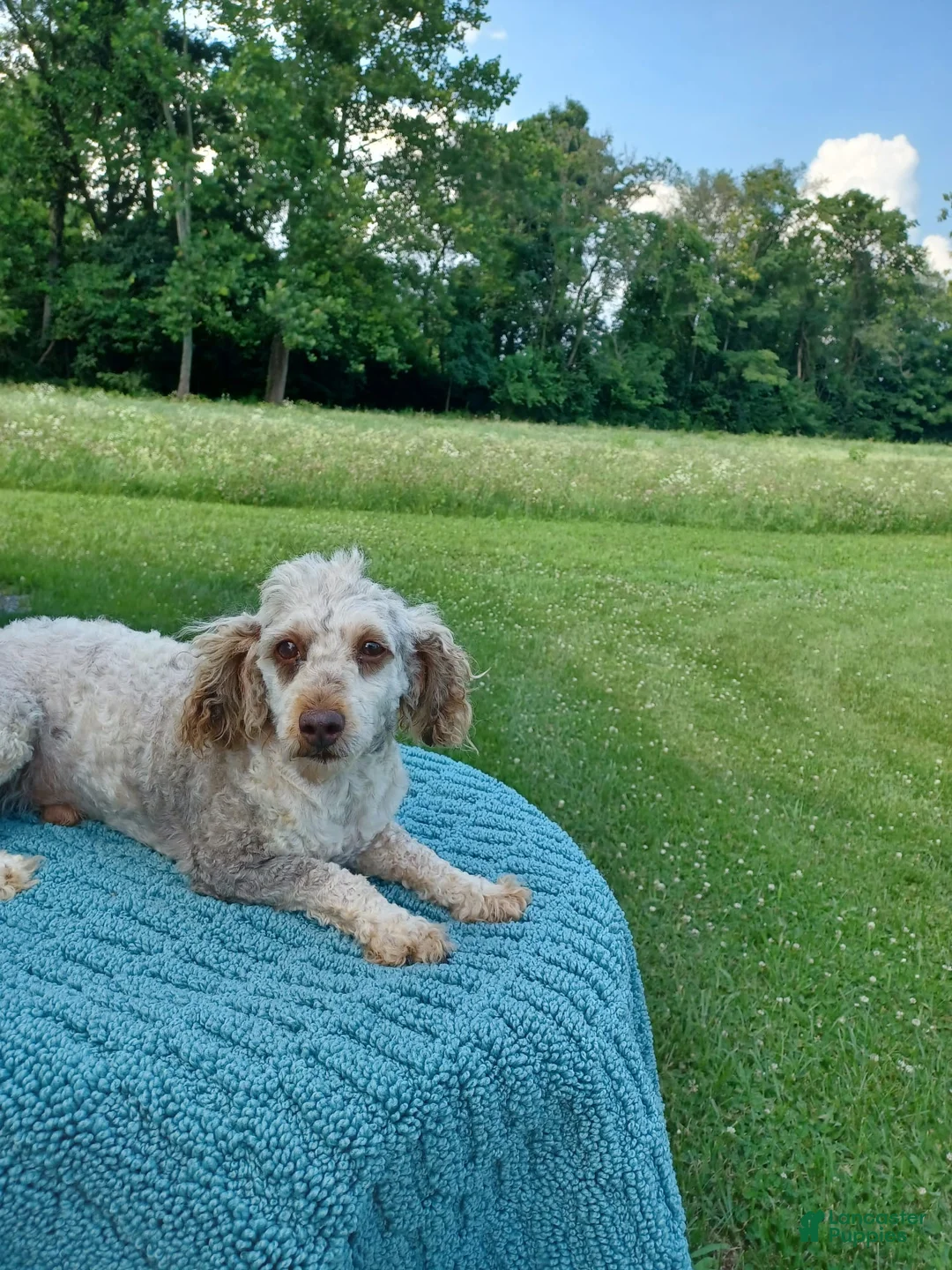 Mini Aussiedoodle dogs for sale: Misty - Ad 4