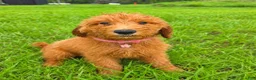 Goldendoodle dogs for sale: Daisy - Ad 3