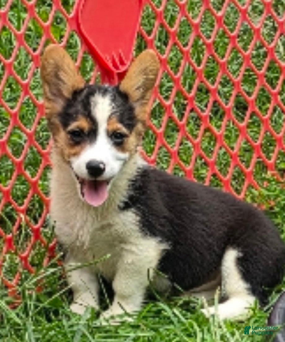 Welsh Corgi Pembroke dogs Raina - Ad 2