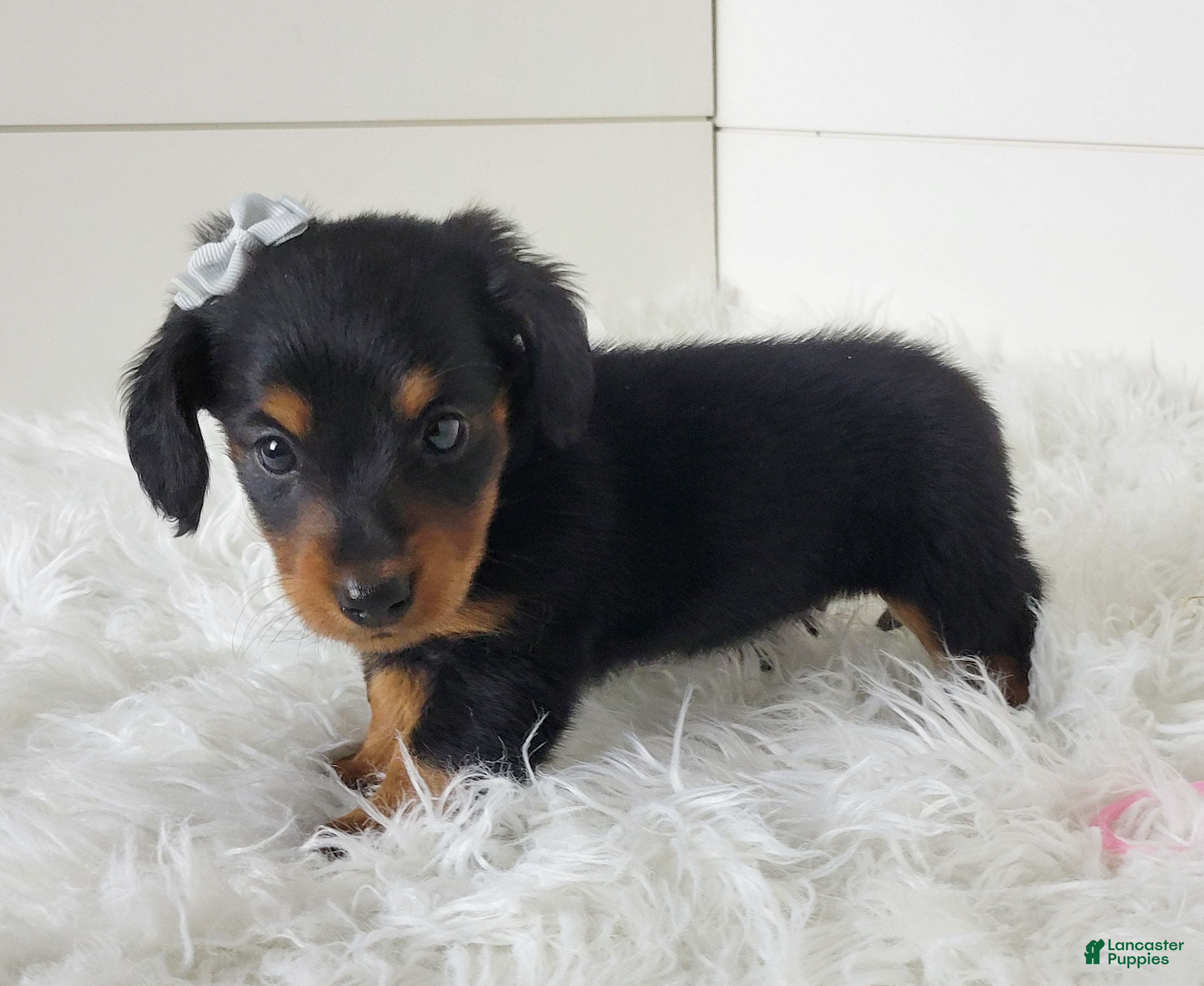 Miniature Dachshund dogs Miniature Dachshund Puppy 2 - Ad 2