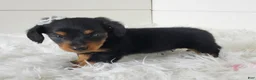 Miniature Dachshund dogs for sale: Miniature Dachshund Puppy 2 - Ad 2