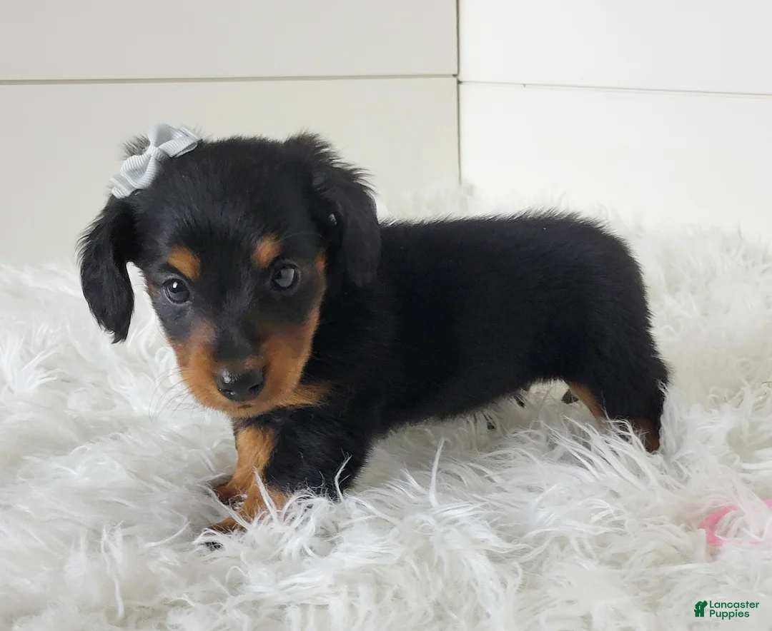 Miniature Dachshund dogs for sale: Miniature Dachshund Puppy 2 - Ad 2