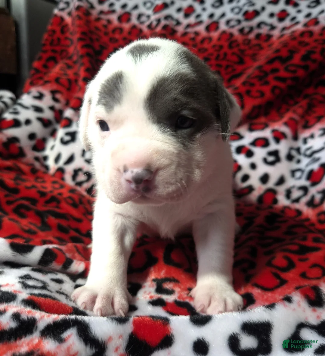 Mixed Breed dogs for sale: "SZA"  - Ad 7