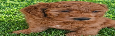 Mini Goldendoodle 2