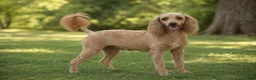 Mini Goldendoodle dogs for sale: Owen (F1BB) - Ad 9