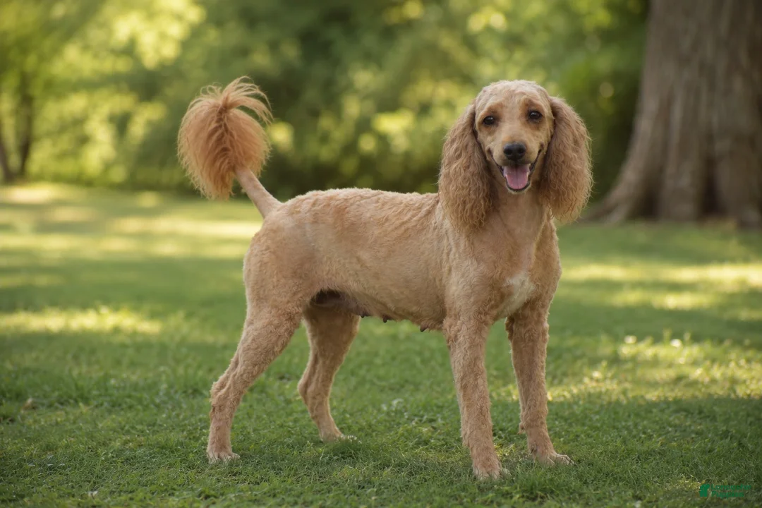Mini Goldendoodle dogs for sale: Owen (F1BB) - Ad 9