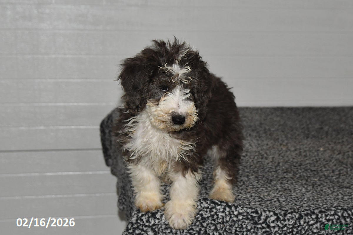 Mini Sheepadoodle dogs Ivy - Ad 2