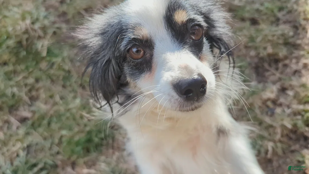 Australian Shepherd dogs for sale: NESSIE - Ad 11