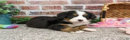 Bernese Mountain Dog dogs for sale: Cinderella - Ad 6