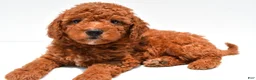 Mini Goldendoodle dogs for sale: Nash - Ad 3