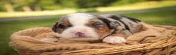 Mini Bernedoodle dogs for sale: Maya Mini Bernedoodle  - Ad 3