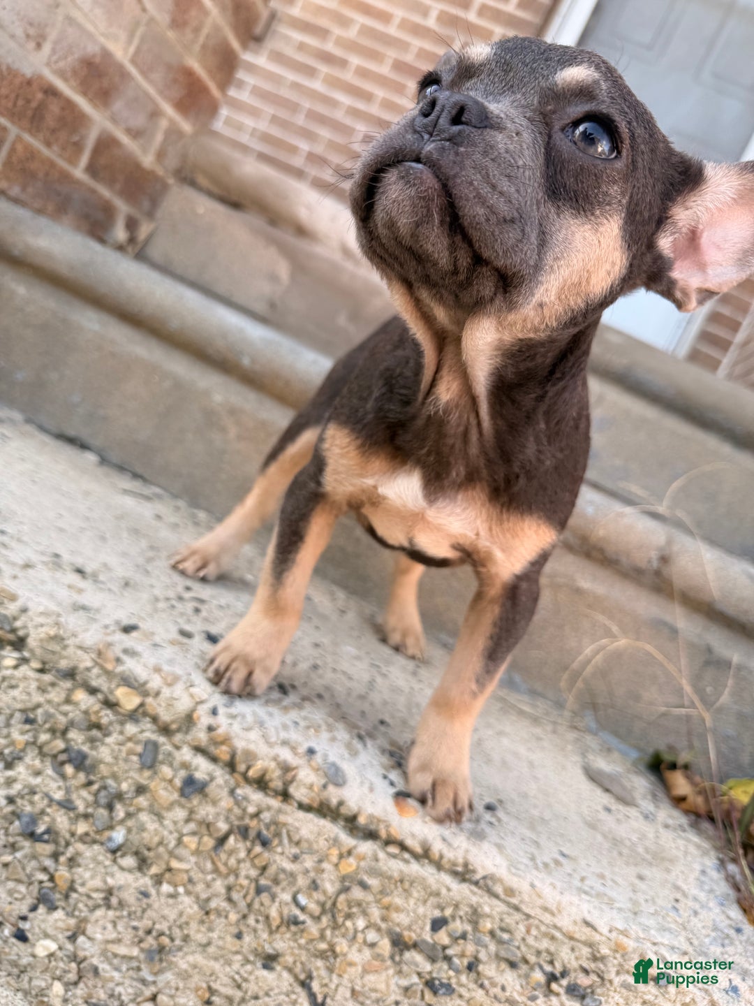 French Bulldog dogs for sale: Girly Girl 2 - Ad 3