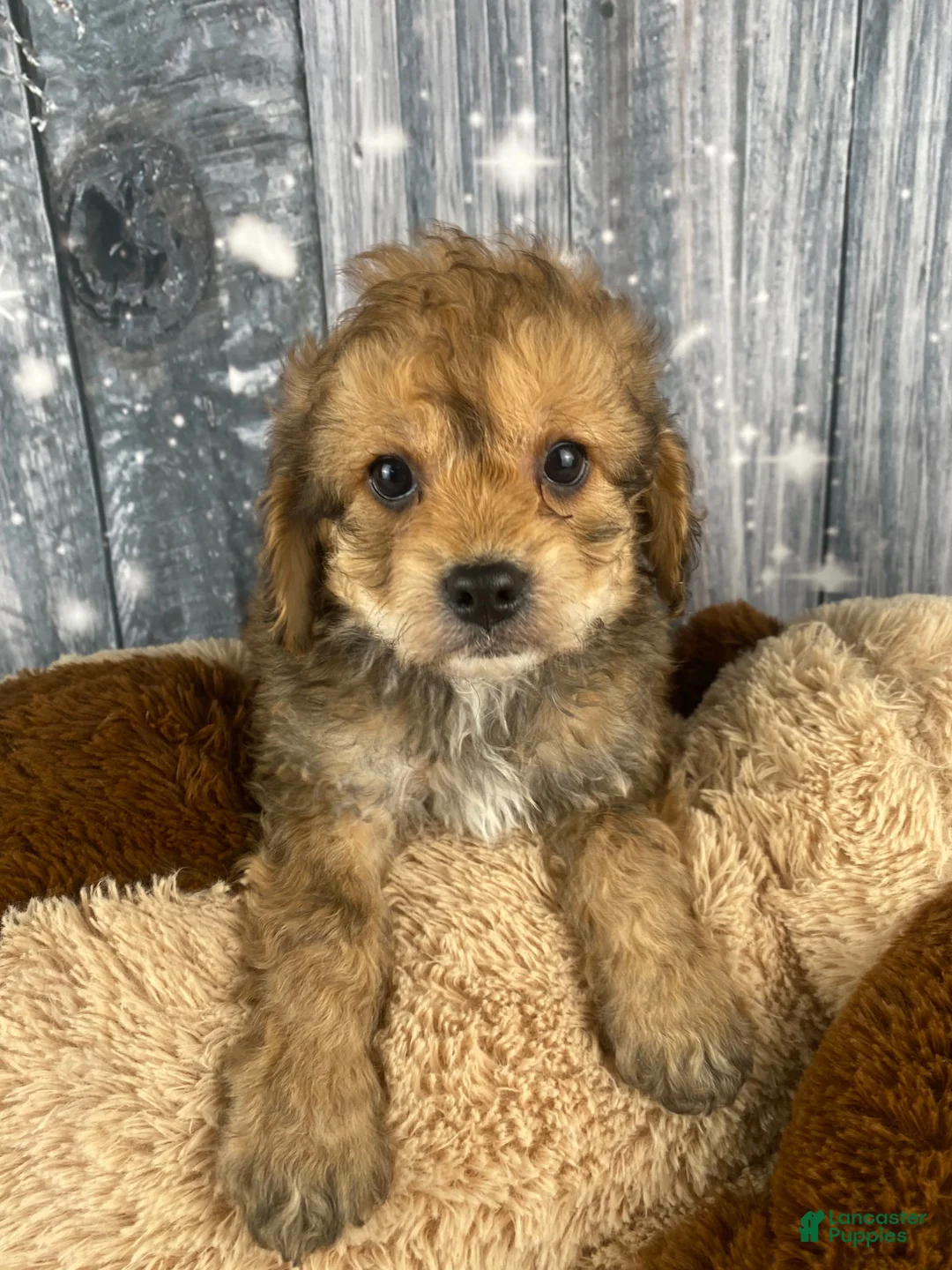 Cavapoo dogs for sale: Ace - Ad 4