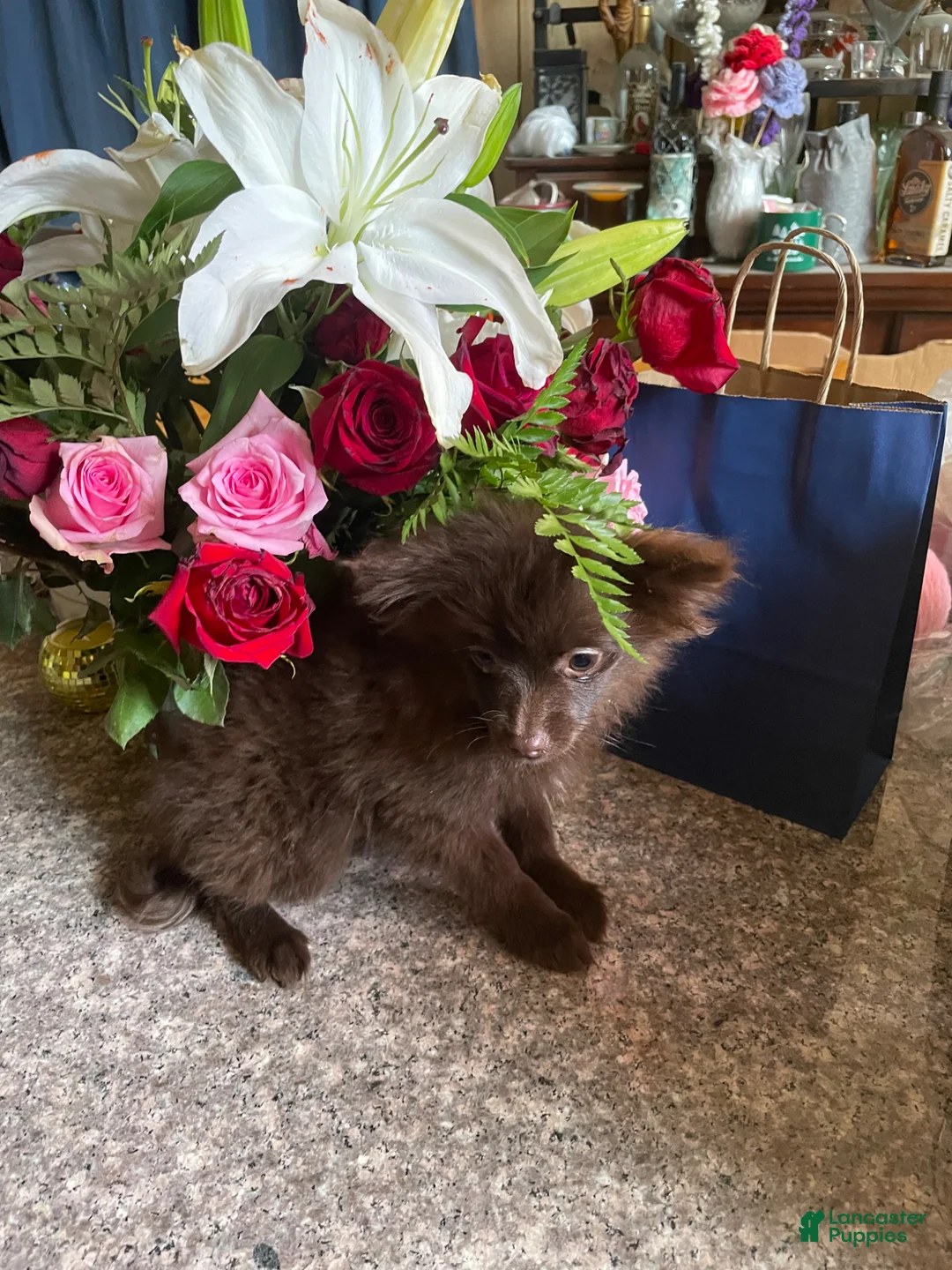 Pomeranian dogs for sale: Pomeranian Puppy 1 - Ad 1