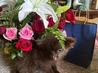 Pomeranian dogs Pomeranian Puppy 1 - Ad 37