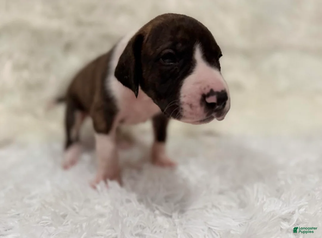 Great Dane dogs for sale: Baby Buck - Ad 4