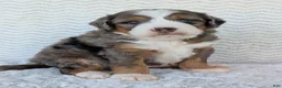 Mini Bernedoodle dogs for sale: Mini Bluey - Ad 30