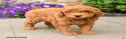 Mini Goldendoodle dogs for sale: Sawyer - Ad 3