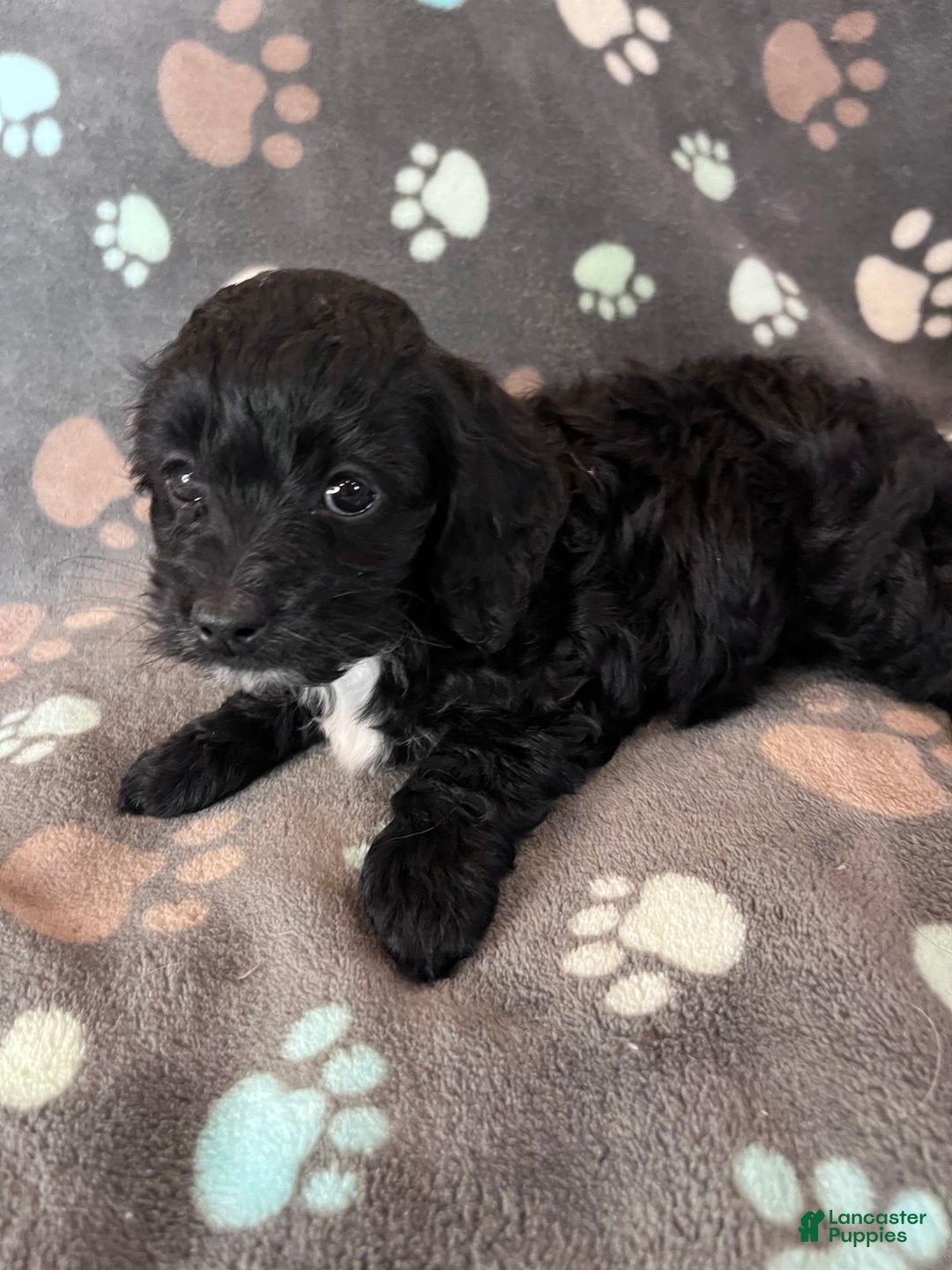 Cockapoo dogs for sale: Cockapoo Puppy 1 - Ad 2