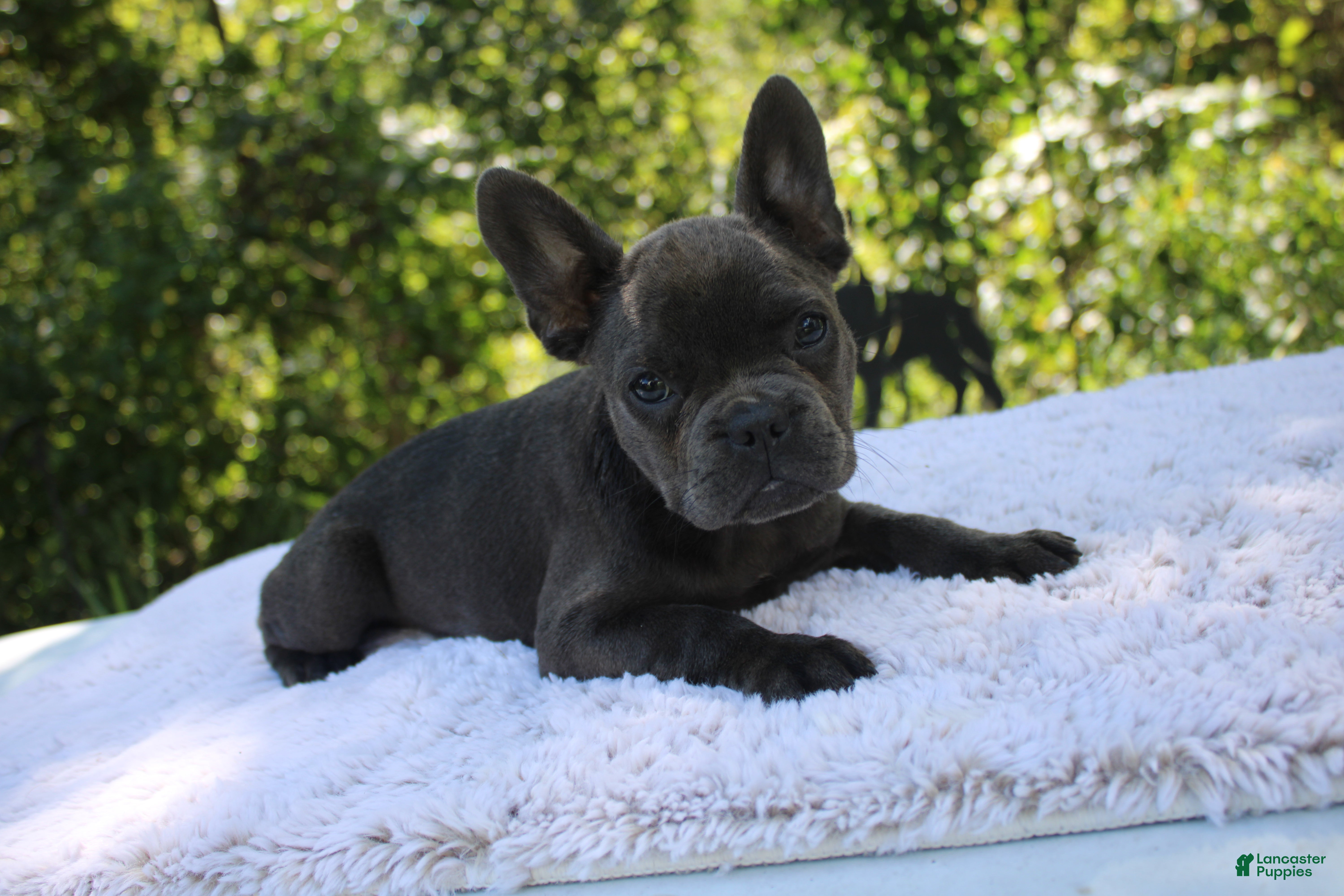 French Bulldog dogs CAMILLA-FLUFFY CARRIER (bottle baby) - Ad 1
