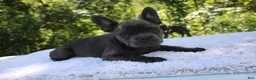French Bulldog dogs for sale: CAMILLA-FLUFFY CARRIER (bottle baby) - Ad 1