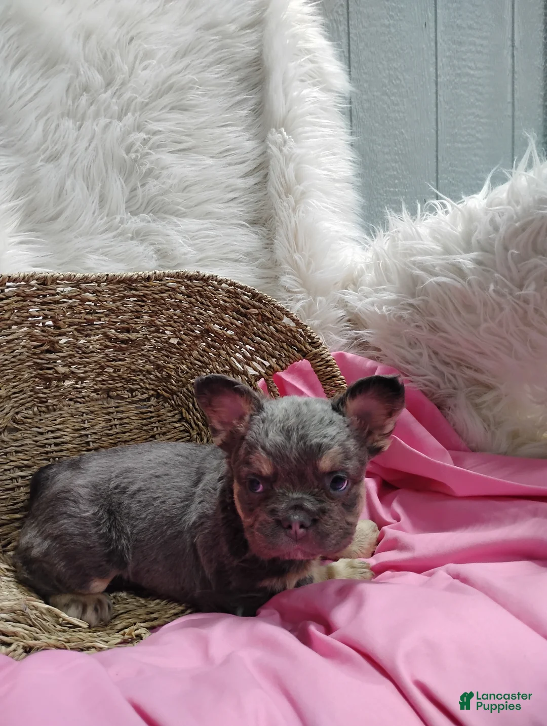 French Bulldog dogs for sale: Emma - Ad 2