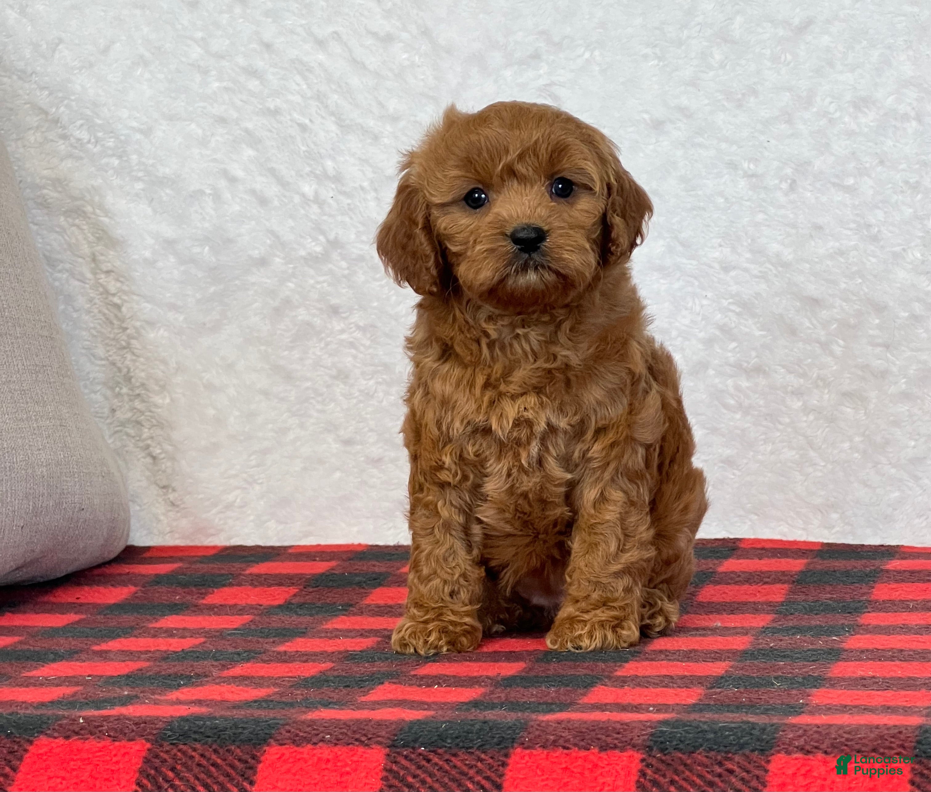 Cavapoo dogs Casey - Ad 1