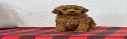 Cavapoo dogs for sale: Casey - Ad 1