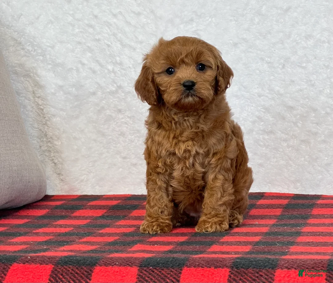 Cavapoo dogs for sale: Casey - Ad 1
