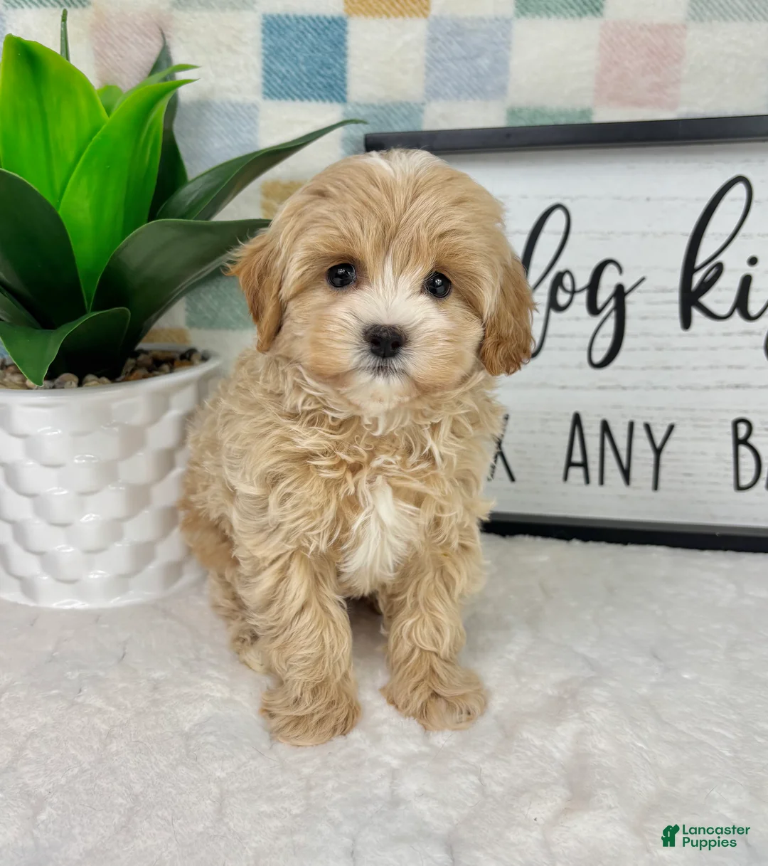 Cavapoo dogs for sale: Connor - Ad 1